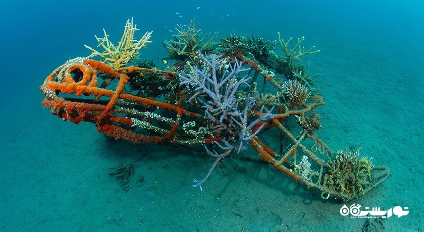 گالری زیر آب خلیج جملوک شهر اندونزی کشور بالی