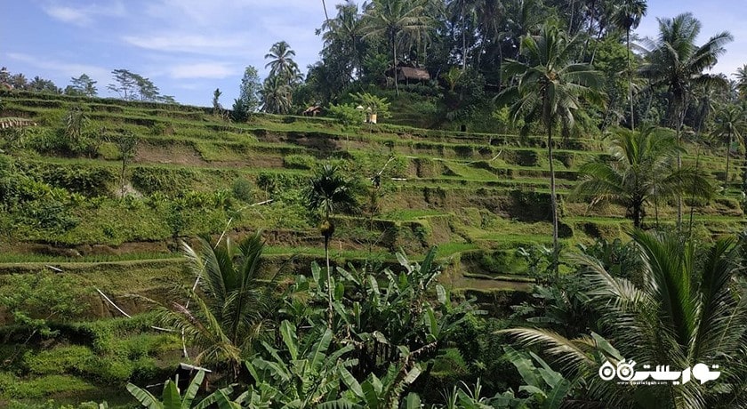  تراس های برنج تگالالانگ شهر اندونزی کشور بالی