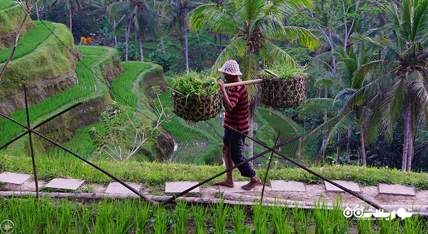  تراس های برنج تگالالانگ شهر اندونزی کشور بالی