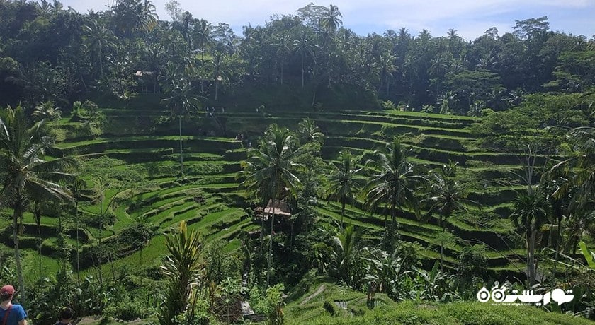  تراس های برنج تگالالانگ شهر اندونزی کشور بالی