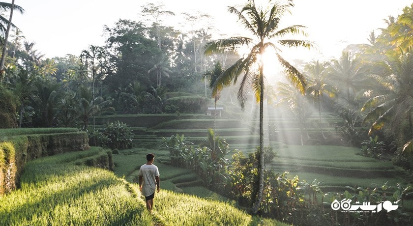  تراس های برنج تگالالانگ شهر اندونزی کشور بالی