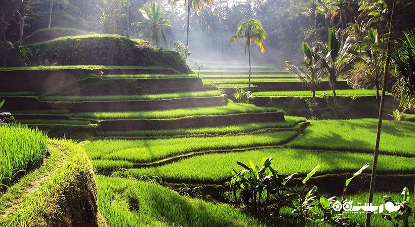  تراس های برنج تگالالانگ شهر اندونزی کشور بالی