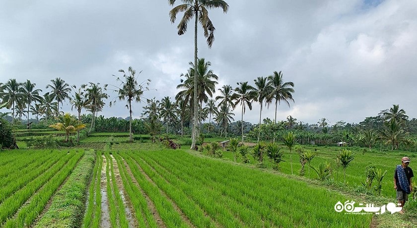  تراس های برنج تگالالانگ شهر اندونزی کشور بالی
