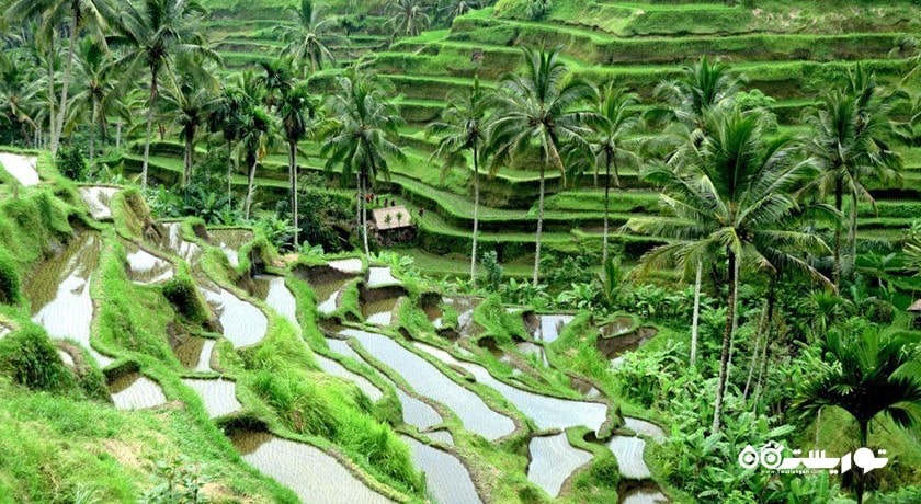  تراس های برنج تگالالانگ شهر اندونزی کشور بالی