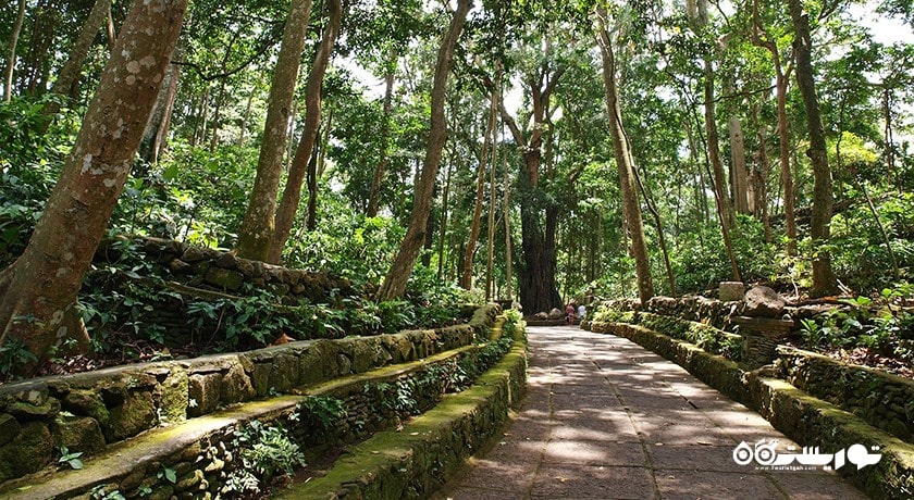  جنگل میمون های اوبود شهر اندونزی کشور بالی
