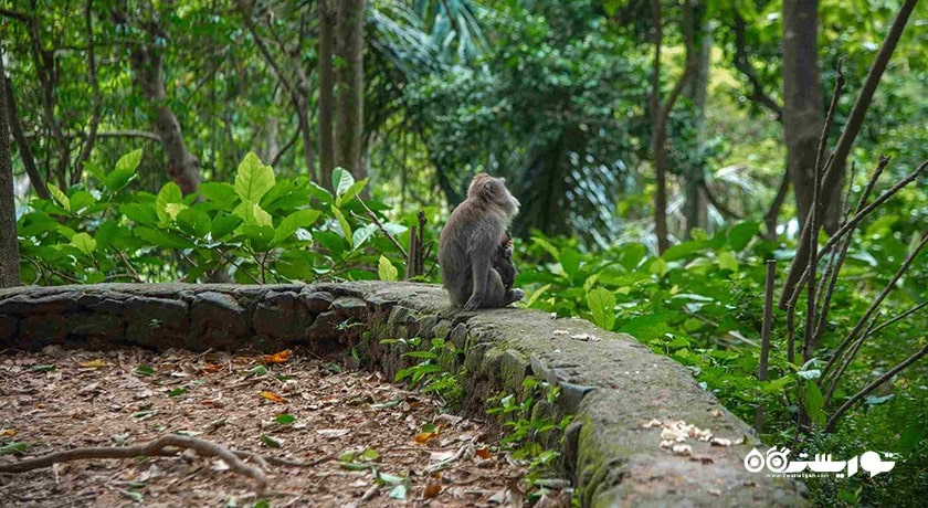  جنگل میمون های اوبود شهر اندونزی کشور بالی