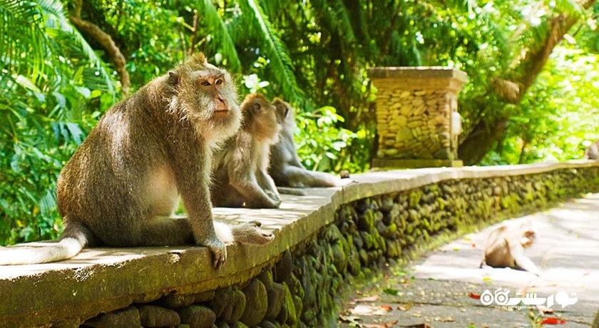 جنگل میمون های اوبود -  شهر بالی