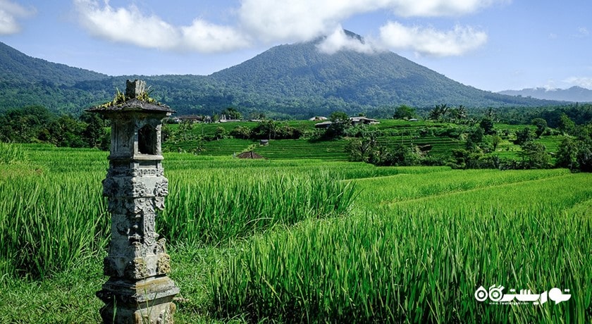  تراس های برنج جاتیلووی شهر اندونزی کشور بالی