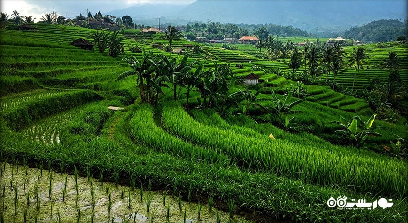  تراس های برنج جاتیلووی شهر اندونزی کشور بالی