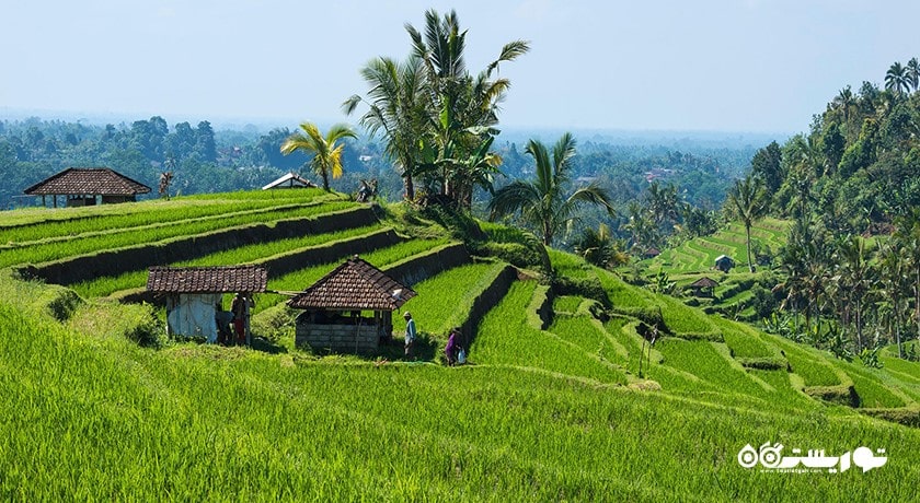  تراس های برنج جاتیلووی شهر اندونزی کشور بالی