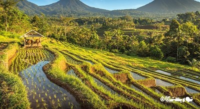  تراس های برنج جاتیلووی شهر اندونزی کشور بالی