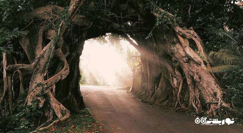  بونوت بولونگ در جمبرانا شهر اندونزی کشور بالی