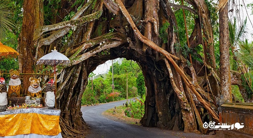  بونوت بولونگ در جمبرانا شهر اندونزی کشور بالی