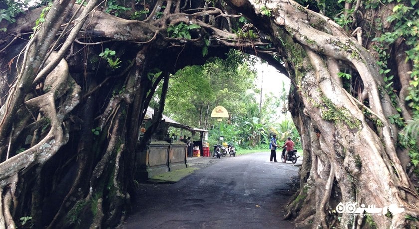  بونوت بولونگ در جمبرانا شهر اندونزی کشور بالی