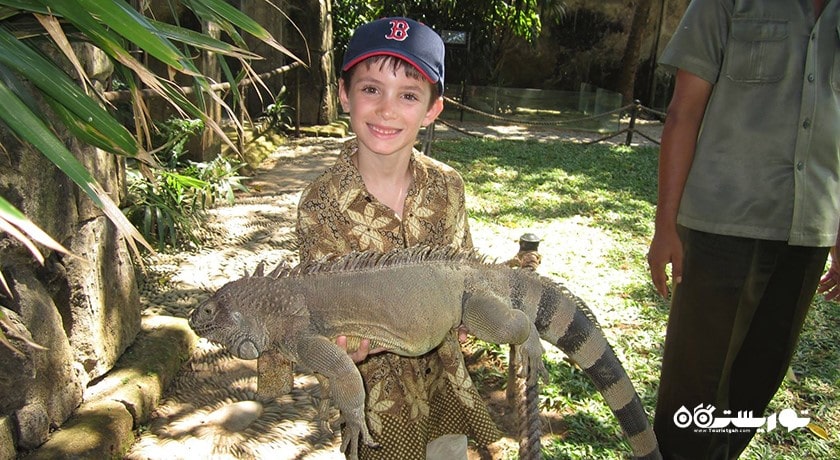  پارک پرندگان و خزندگان بالی شهر اندونزی کشور بالی