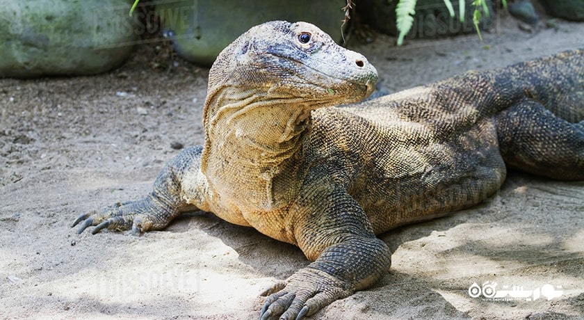  پارک پرندگان و خزندگان بالی شهر اندونزی کشور بالی