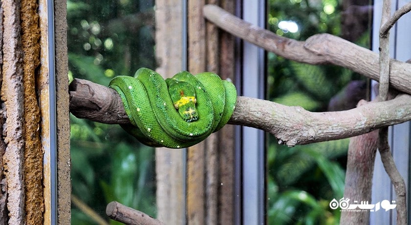  پارک پرندگان و خزندگان بالی شهر اندونزی کشور بالی