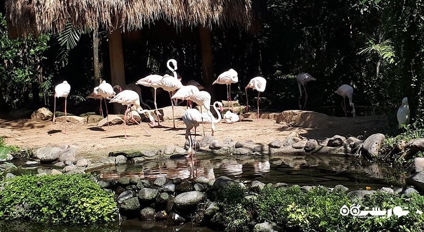  پارک پرندگان و خزندگان بالی شهر اندونزی کشور بالی