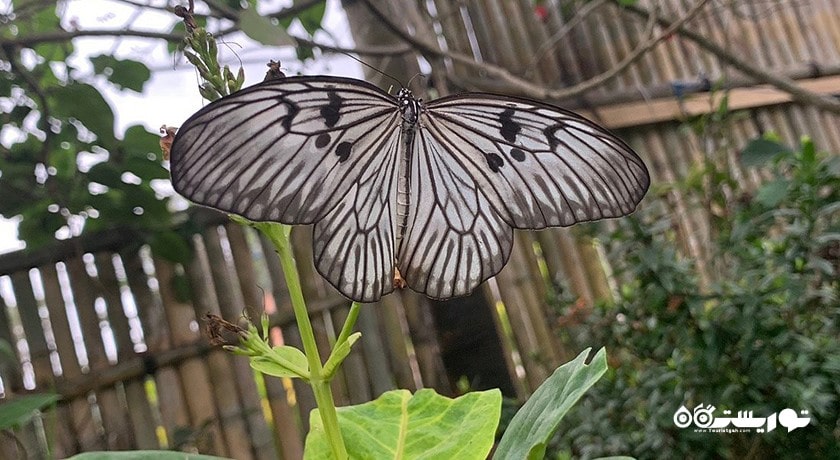  پارک پروانه کمنو بالی شهر اندونزی کشور بالی