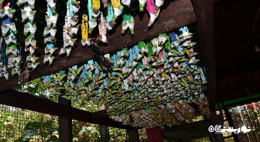  پارک پروانه کمنو بالی شهر اندونزی کشور بالی