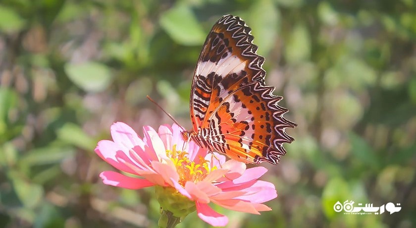  پارک پروانه کمنو بالی شهر اندونزی کشور بالی