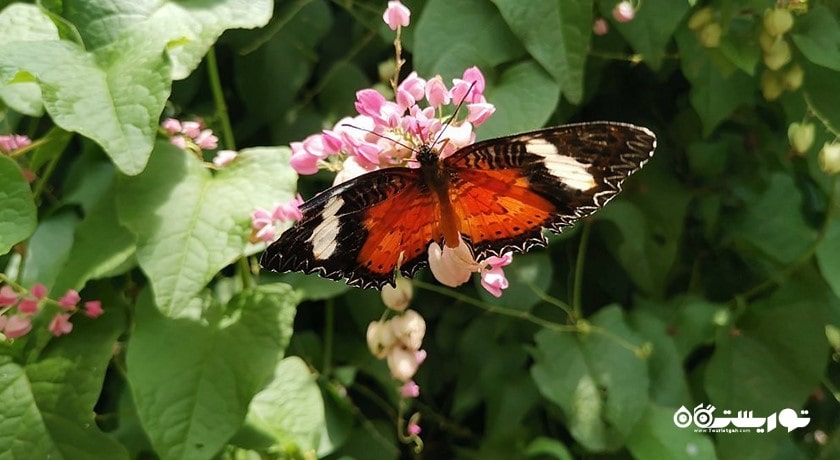  پارک پروانه کمنو بالی شهر اندونزی کشور بالی