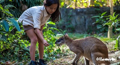 باغ وحش بالی -  شهر بالی