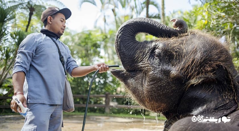 سرگرمی پارک سافاری فیل در شمال اوبود شهر اندونزی کشور بالی