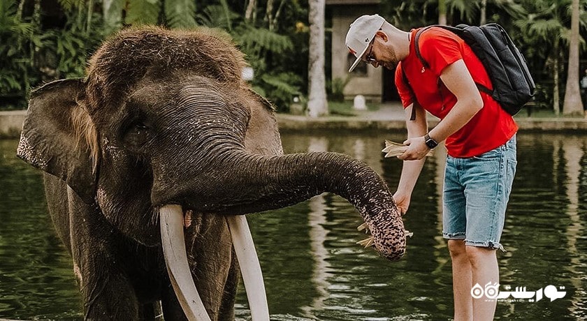 سرگرمی پارک سافاری فیل در شمال اوبود شهر اندونزی کشور بالی