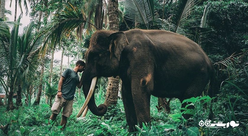 سرگرمی پارک سافاری فیل در شمال اوبود شهر اندونزی کشور بالی