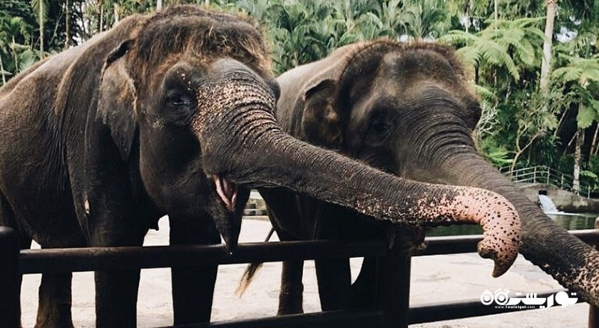 سرگرمی پارک سافاری فیل در شمال اوبود شهر اندونزی کشور بالی