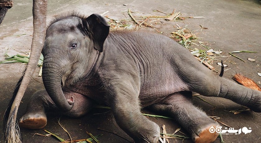 سرگرمی پارک سافاری فیل در شمال اوبود شهر اندونزی کشور بالی