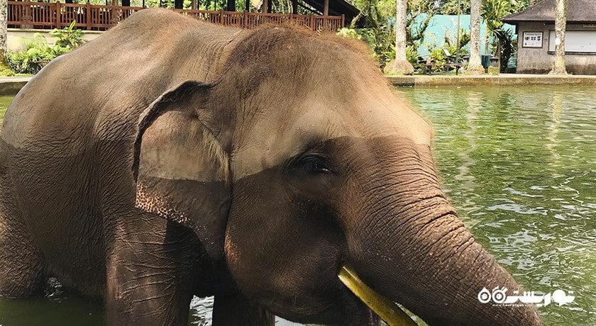 سرگرمی پارک سافاری فیل در شمال اوبود شهر اندونزی کشور بالی