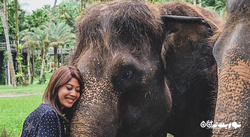 سرگرمی پارک سافاری فیل در شمال اوبود شهر اندونزی کشور بالی