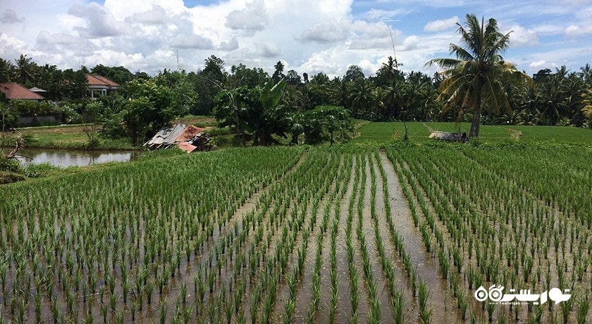 سرگرمی مسیر پیاده روی در تپه کامپوهان شهر اندونزی کشور بالی