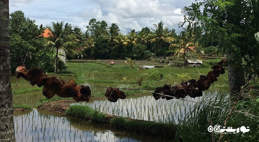 سرگرمی مسیر پیاده روی در تپه کامپوهان شهر اندونزی کشور بالی