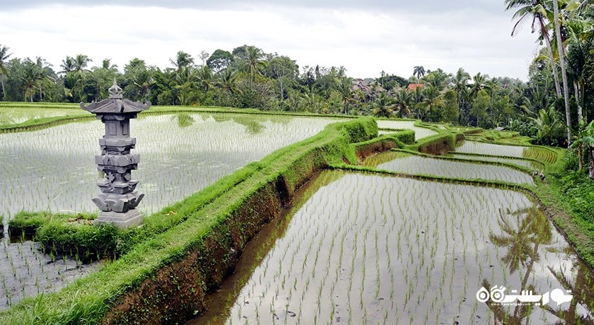 سرگرمی مسیر پیاده روی در تپه کامپوهان شهر اندونزی کشور بالی