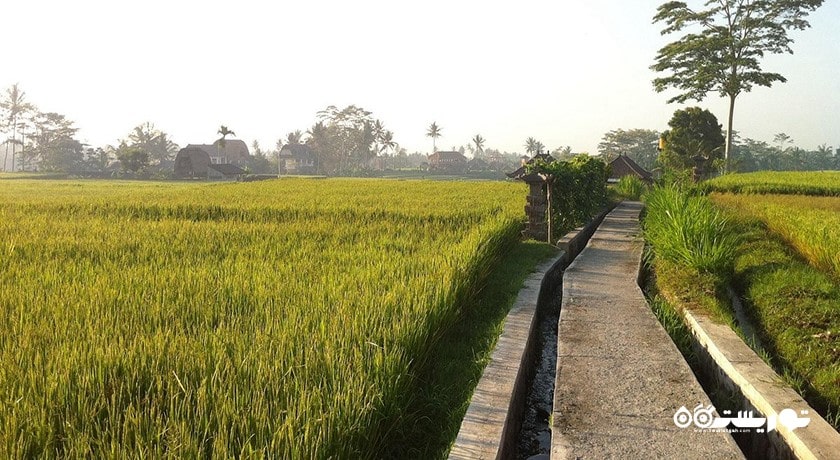 سرگرمی مسیر پیاده روی در تپه کامپوهان شهر اندونزی کشور بالی