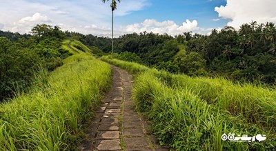 سرگرمی مسیر پیاده روی در تپه کامپوهان شهر اندونزی کشور بالی