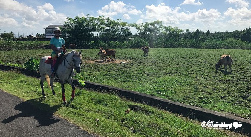 سرگرمی اسب سواری در بالی شهر اندونزی کشور بالی