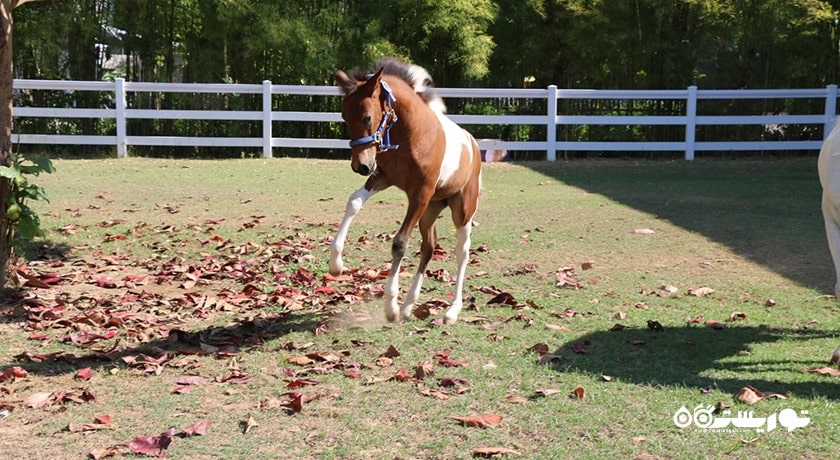 سرگرمی اسب سواری در بالی شهر اندونزی کشور بالی