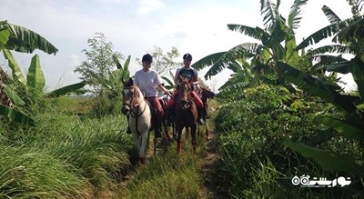 سرگرمی اسب سواری در بالی شهر اندونزی کشور بالی