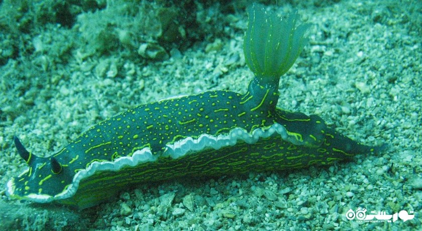 غواصی در کوش آداسی -  شهر کوش آداسی