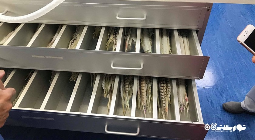  بیمارستان شاهین ابوظبی شهر امارات متحده عربی کشور ابوظبی