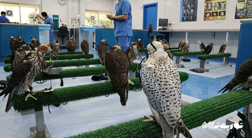  بیمارستان شاهین ابوظبی شهر امارات متحده عربی کشور ابوظبی