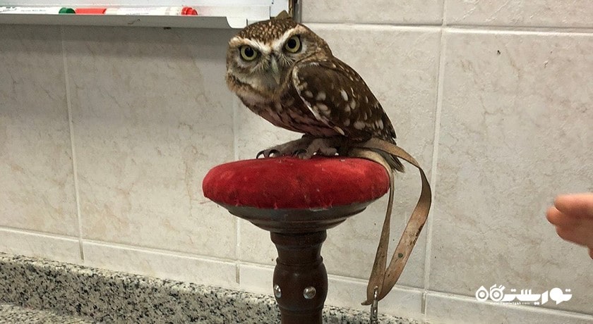  بیمارستان شاهین ابوظبی شهر امارات متحده عربی کشور ابوظبی