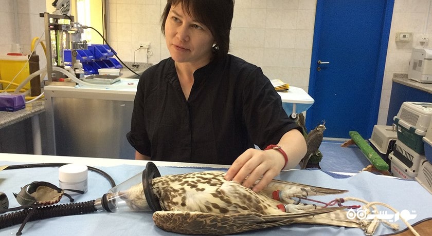  بیمارستان شاهین ابوظبی شهر امارات متحده عربی کشور ابوظبی