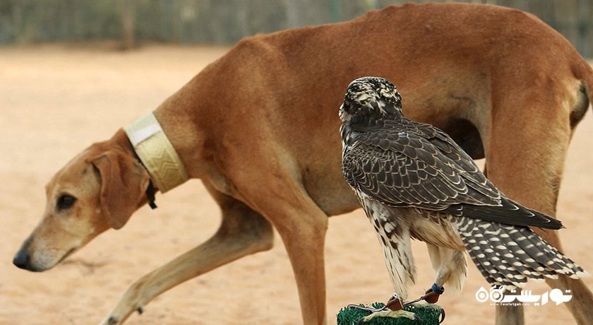  مرکز سالوکی عربی شهر امارات متحده عربی کشور ابوظبی