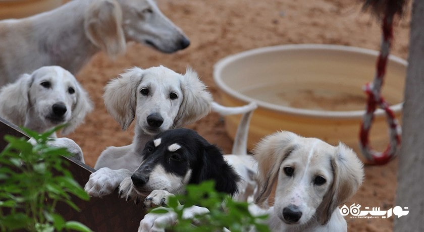  مرکز سالوکی عربی شهر امارات متحده عربی کشور ابوظبی