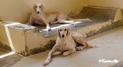  مرکز سالوکی عربی شهر امارات متحده عربی کشور ابوظبی